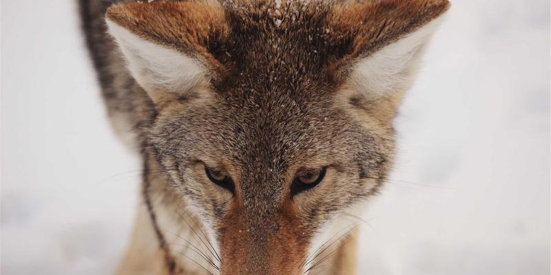 从消费者洞察到设计策略：打造卓越用户体验的闭环